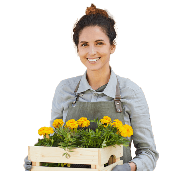 A woman gardener holding a box full with yellow flowers for landscape.
